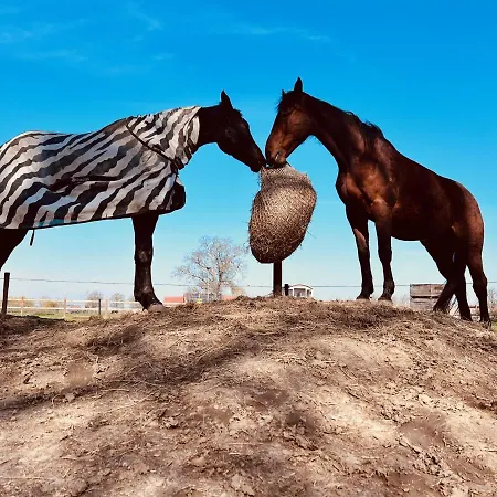 Ontwaken Tussen De Paarden * Zoutleeuw